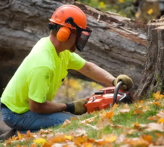 tree services South Vienna